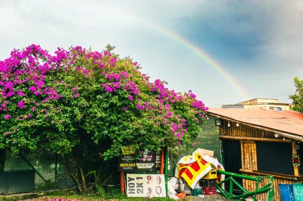 Vibrant bougainvillea blooms near a rustic wooden structure, with a rainbow arching across a cloudy sky in Santa Rosa de Cabal, Risaralda.