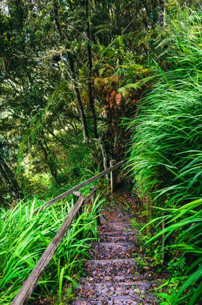 Lush green foliage frames a winding path with wooden railings, leading through the scenic landscape of Murillo, Tolima, Colombia.
