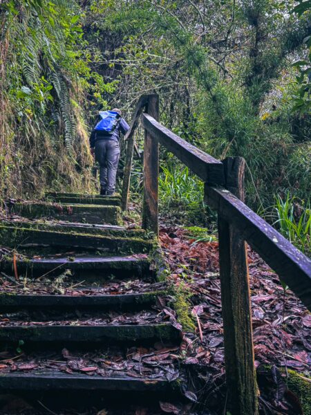 Hiker ascending wooden steps through lush greenery in Murillo, Tolima, showcasing vibrant plant life along the trail.