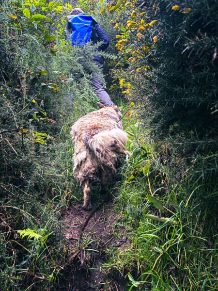 A person with a blue backpack walks on a narrow path surrounded by lush greenery in Murillo, Tolima, Colombia, with a dog in view.