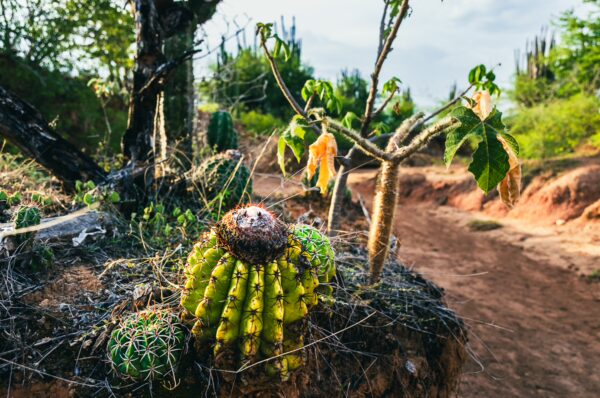 Vivid green cacti thrive along a dusty path in the Tatacoa Desert, showcasing the diverse flora of Huila, Colombia.
