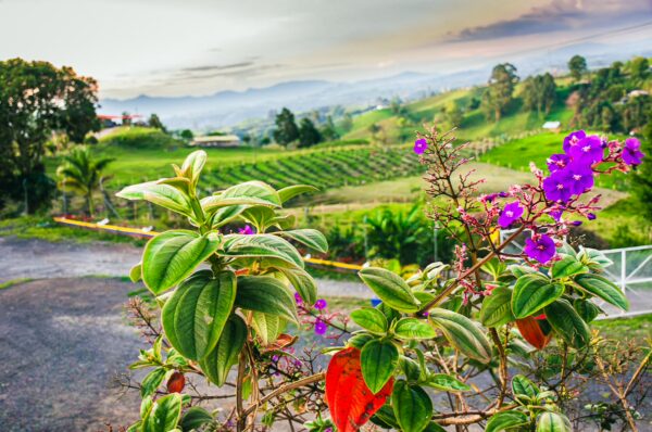 Vibrant flowers in the foreground frame a lush green landscape with rolling hills and vineyards near Filandia, Quindio, Colombia.
