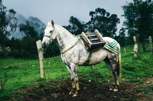 White horse with a wooden saddle stands on lush green grass, set against a misty backdrop in Murillo, Tolima, Colombia.