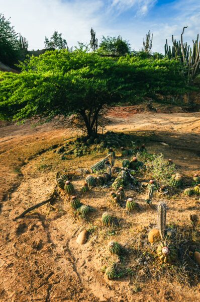 Labyrinth pathways weave through the vibrant landscapes of Tatacoa Desert, featuring cacti and lush vegetation in Huila, Colombia.