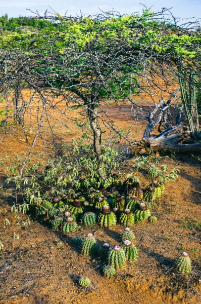 Lush green acacia intertwined with spiky cacti in the arid landscape of Tatacoa Desert, Huila, Colombia.