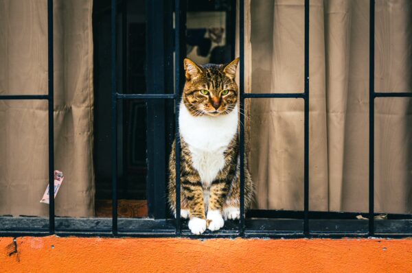 A relaxed tabby cat sits in a barred window, framed by warm orange walls and beige curtains in Murillo, Tolima, Colombia.