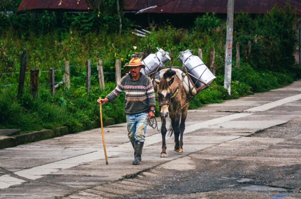 A farmer walks with a cow carrying milk containers along a rural road in Murillo, Tolima, Colombia, surrounded by lush greenery.