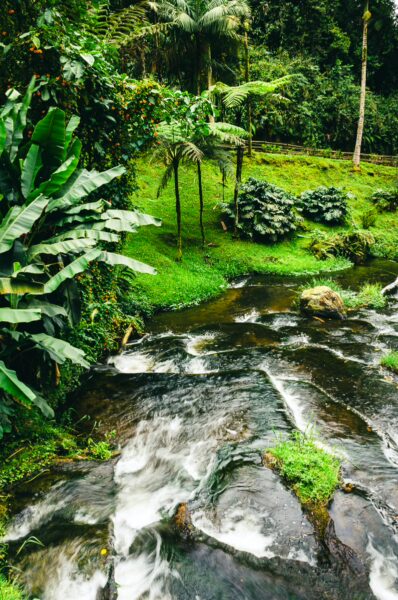 Flowing stream surrounded by lush greenery and palm trees in Termales de Rosa, Risaralda, Colombia.