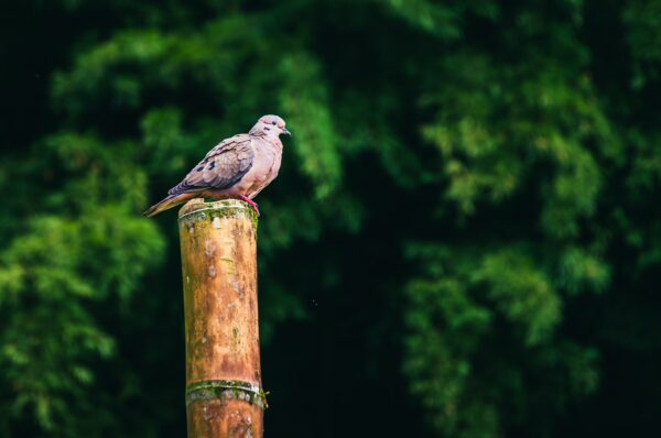 A brown bird perched on a bamboo pole, surrounded by lush greenery in Filandia, Quindío, Colombia.