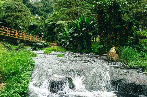 Relaxing stream flows through lush greenery at Termales Rosa in Risaralda, Colombia, with wooden pathways lining the scene.