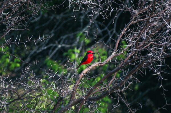 Vibrant red bird perched on a thorny branch amidst the lush greenery of Tatacoa Desert, Huila, Colombia.