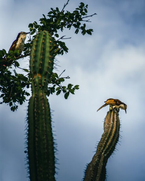 Cacti reaching towards a cloudy sky with two colorful birds perched amidst the greenery in Tatacoa Desert, Huila, Colombia.