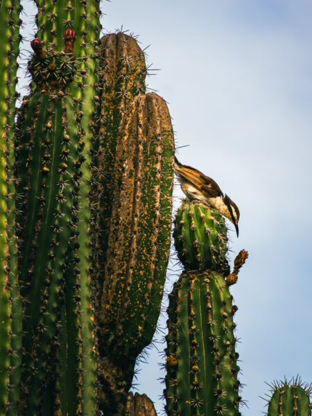 Cactus plants tower over a perched bird in the Tatacoa Desert, showcasing the unique flora of Huila, Colombia.