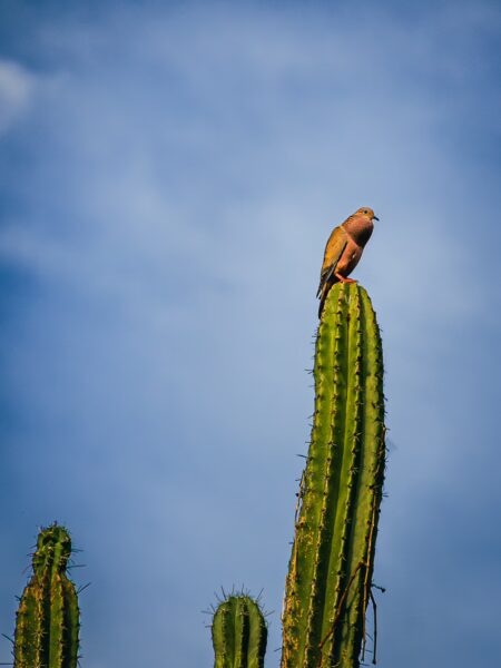 Cactus towering against a blue sky, with a bird perched on top, capturing the unique desert landscape of Tatacoa in Colombia.