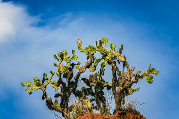Vibrant cacti rise against a bright blue sky in the Tatacoa Desert, showcasing the unique flora of Huila, Colombia.