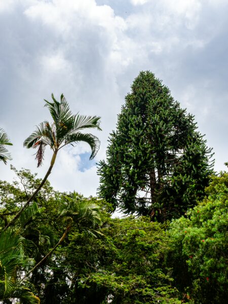 Lush greenery with tall palms and a conifer tree under a cloudy sky at Parque de los Fundadores, Armenia, Quindio, Colombia.