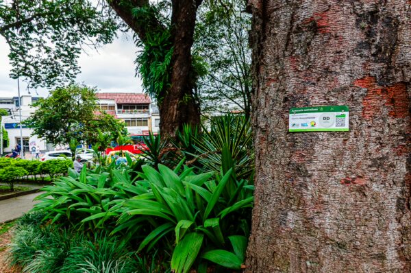 Lush greenery and vibrant plants surround a large tree in Parque de los Fundadores, Armenia, Quindío, Colombia.