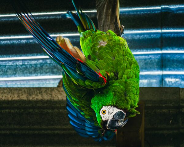 Vibrant green parrot with blue wings perched upside down, highlighting the tropical beauty of La Guaca Hotel in Tatacoa Desert, Huila, Colombia.