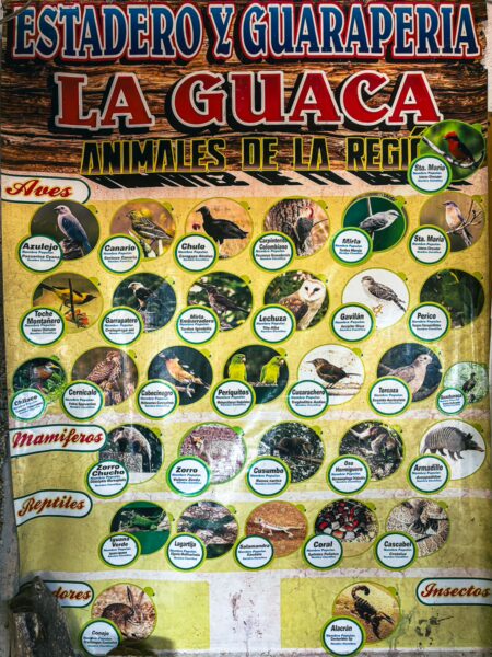 Colorful display of regional wildlife at La Guaca, showcasing birds, mammals, reptiles, and insects, with labels in Tatacoa Desert, Huila, Colombia.