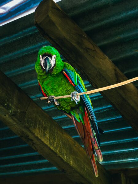 Vibrant green macaw perched on a branch, showcasing its colorful plumage in La Guaca, Tatacoa Desert, Huila, Colombia.