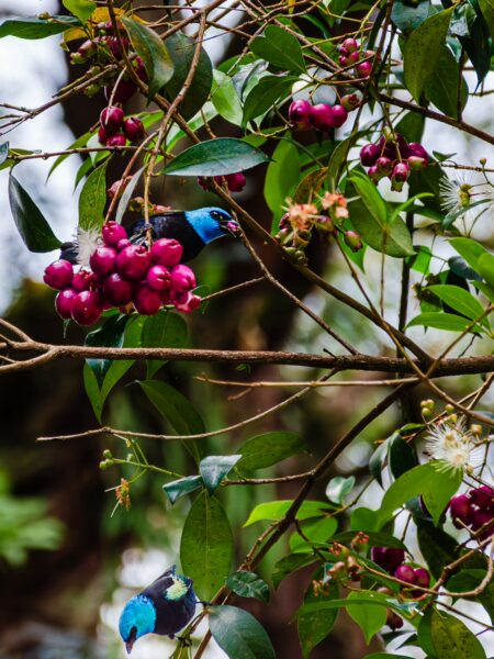 Colorful berries and vibrant green leaves in Parque de los Fundadores, Armenia, Quindío, Colombia. Bright blue birds perched nearby.
