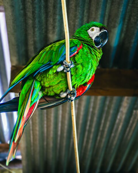 Vibrant green macaw perched on a branch inside La Guaca Hotel, Tatacoa Desert, Huila, Colombia, showcasing colorful plumage.