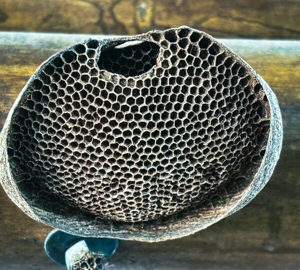 Intricately patterned honeycomb resting on a rustic wooden surface, showcasing its natural, earthy textures in Tatacoa Desert, Huila, Colombia.
