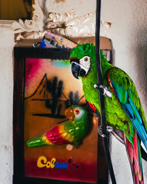 Bright green parrot perched near a colorful wall decoration featuring stylized cacti and the word 'Colombia' in the Tatacoa Desert.