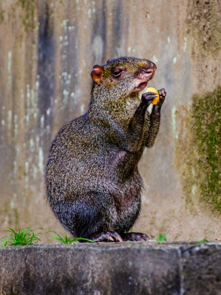 Squirrel eating a fruit, surrounded by lush greenery in Parque de la Vida, Armenia, Quindio, Colombia.