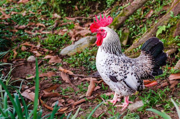 Colorful spangled rooster roaming through lush green grass at Parque de la Vida in Armenia, Quindio, Colombia.