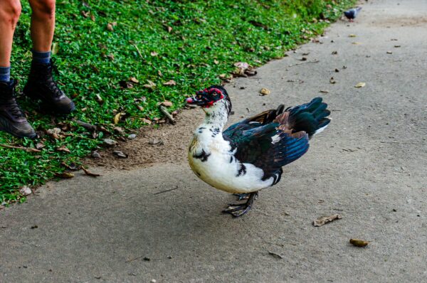 Colorful duck walking along a path surrounded by lush greenery in Parque de la Vida, Armenia, Quindío, Colombia.