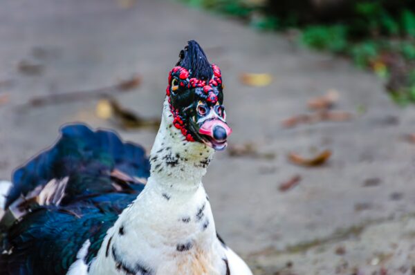 Muscovy duck with striking red facial features and dark feathers, seen at Parque de la Vida, Armenia, Quindío, Colombia.