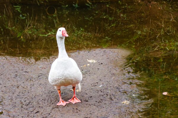 A white goose stands beside a tranquil pond in Parque de la Vida, Armenia, Quindío, Colombia, surrounded by lush greenery.