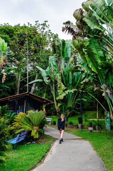 Lush greenery surrounds a winding path at Parque de la Vida in Armenia, Quindío, showcasing tall tropical plants and vibrant foliage.
