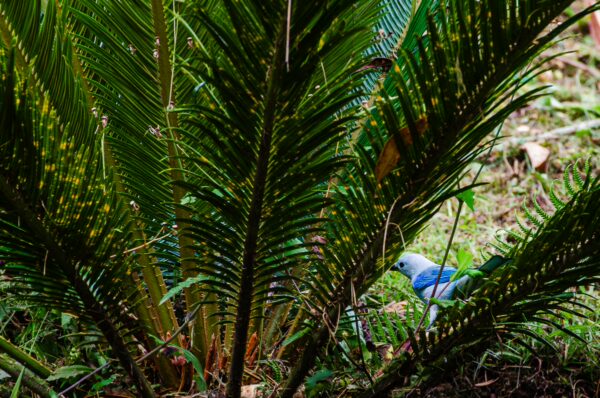 Bright blue bird nestled among lush green palm fronds in Parque de la Vida, Armenia, Quindío, Colombia.