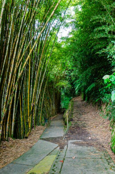 Bamboo-lined path leads into lush greenery at Parque de la Vida in Armenia, Quindío, Colombia. Bright foliage frames the trail.