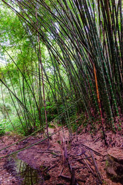 Lush bamboo forest at Parque de la Vida in Armenia, Quindío, Colombia, with vibrant green foliage and a serene walking path.