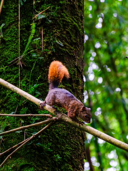 Squirrel with a bushy orange tail climbs a branch in lush greenery at Parque de la Vida, Armenia, Quindío, Colombia.