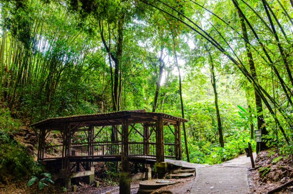 Wooden gazebo surrounded by lush greenery and tall bamboo in Parque de la Vida, Armenia, Quindio, Colombia.