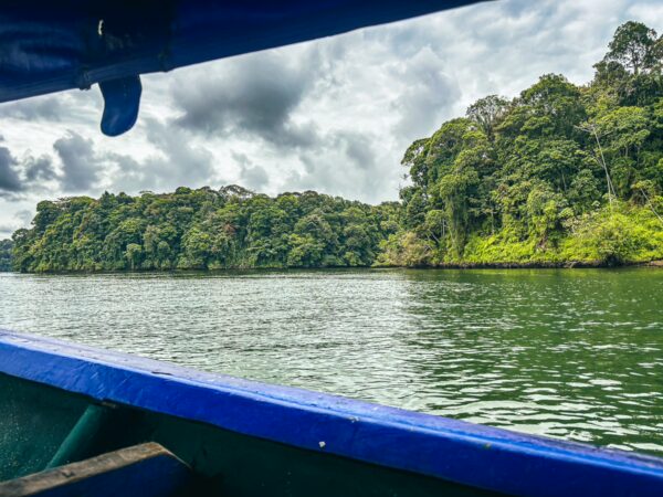 Lush green vegetation lines the tranquil waters of La Siepe, near Uramba, Bahia Malaga in Valle del Cauca, Colombia.