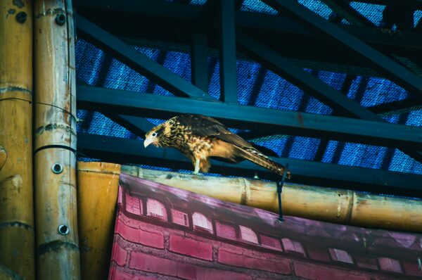 A hawk perched on a bamboo beam under a colorful roof at Plazoleta de San Francisco in Cali, Valle del Cauca, Colombia.