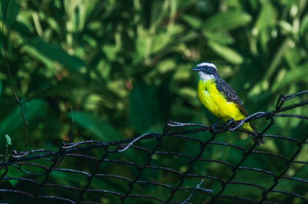 Bright yellow and gray bird perched on a black netting against lush green foliage in Juanchaco, Valle del Cauca, Colombia.