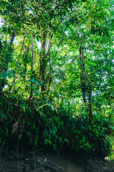 Lush green vegetation surrounds the natural pool at Pachenda in Ladrilleros, Valle del Cauca, Colombia. Sunlight filters through the trees.