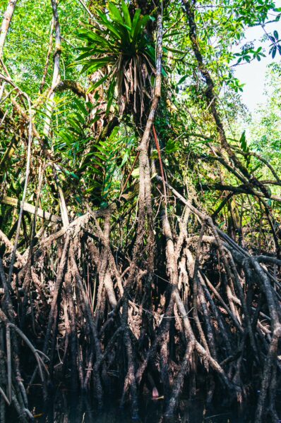 Lush greenery with tangled roots and vibrant foliage surrounding the natural pool in Ladrilleros, Valle del Cauca, Colombia.