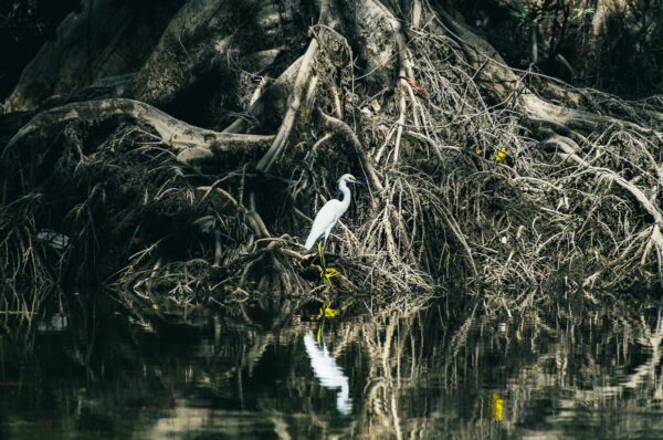 Elegant white egret stands on exposed roots by the tranquil waters at Piscina Natural Pachenda, Ladrilleros, Valle del Cauca, Colombia.