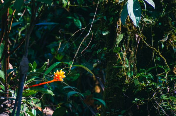 Bright orange flower blooms among lush green foliage in the natural pool area of Ladrilleros, Valle del Cauca, Colombia.