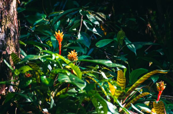 Vibrant tropical plants with striking orange flowers thrive in the lush greenery of Pachenda, Ladrilleros, Valle del Cauca, Colombia.