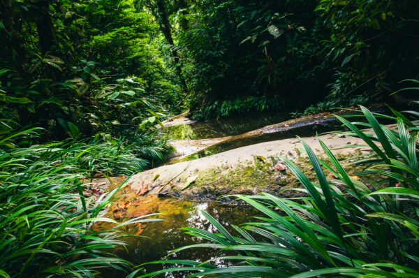 Lush greenery and a serene stream flow through the dense rainforest of Tres Marias in Uramba, Bahia Malaga, Valle del Cauca, Colombia.