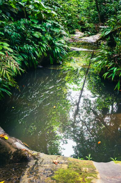 Tranquil water pool surrounded by lush greenery and vibrant plants in Tres Marias, Uramba, Bahia Malaga, Valle del Cauca, Colombia.