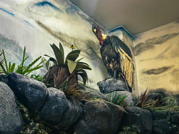 Nature display featuring a majestic condor on a rocky outcrop with vibrant plants, located in the Natural History Museum, Popayán, Cauca, Colombia.